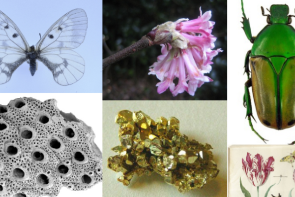 Looking for Ideas and Prototypes about Natural History?